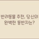 반려 이미지