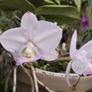 Cattleya nobilior v amaliae 'Literata' × 'Festa Rio' 이미지