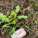 딕션 에이 이미지