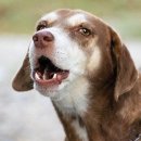 아띠동물병원 이미지