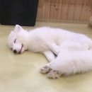 마리앤쥬(ZOO) 이미지