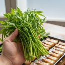 박소현미나리 이미지