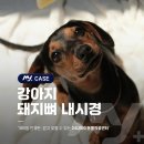 앨리스in동물병원 | 사우동동물병원 강아지 돼지뼈 삼켰을때 내시경 이물 제거 후기 [24시마이동물의료센터]