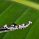 스마일PC | 1712만원?? [스마일 귀걸이, 목걸이 공구] 금,토요일 한정특가[ 30 pc ]