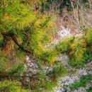 가야시장 이미지