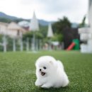 탑클래스 퍼피 이미지