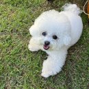 호야별 애견유치원 이미지