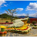 황산공원(국화축제) 이미지