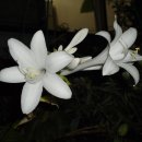 유구매운탕 이미지