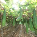 신동리농장 이미지