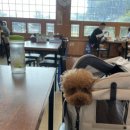 라라피포 제주 이미지