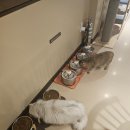 고양이사랑채 이미지