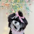 태원켄넬 이미지