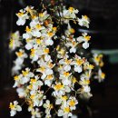 환타지아 이미지