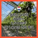 제일육묘장 | 네덜란드 전문 2,500만주 딸기 육묘장 견학 후기 (ft. Frank van Alphen), jumbo 마트, 아시안 식당...