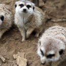 화장농장 이미지