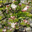 사과꽃향기 이미지