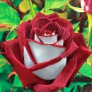 Rod Stewart - Maggie May/melanie c - I Turn To You 외 2 이미지