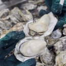 천북굴단지 이미지