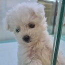 개린이집 강아지분양 고양이분양 전주본점 이미지