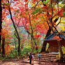 "가을을 제대로 즐겼어요"... 가을 단풍 여행떠나는 전국 단풍명산 BEST7 이미지