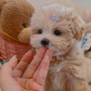 쫄랑쫄랑 이미지