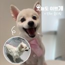 오늘도이쁘개 이미지