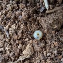 금촌유아숲체험원 | 인천 유아 숲체험원 후기｜계양산 아라유아숲체험원 아이 첫 숲수업