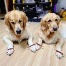 아이스크림멍냥 이미지