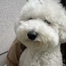 신당애견프라자
