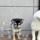 신당애견프라자