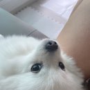 내야내야 똥강아지 이미지