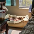 견생식탁 이미지