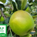 🍏＜햇 아오리＞새콤달콤풋풋한 햇 아오리 사과 ~!! 이미지