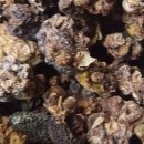 고양이들이 좋아하는 개다래열매(목천료,충영) 이미지