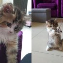 애정그루밍 이미지