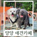 헬로멍푸드 | 양양 애견동반 카페 반려견 운동장에서 힐링 헬로맘마미아