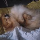 김나현의 묘견생활 이미지