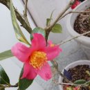 니가올래내가갈까 이미지