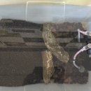 뿌리동물농장 | 무환수어항 3탄 | 소일+모래 섞이면 생기는 문제 (실패 후 성공한 세팅법)