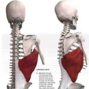 광배근_Latissimus Dorsi Muscle 이미지