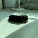 가온펫샵 | 유기견 입양 ( feat. 포인핸드 )