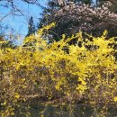 월명1길 | 군산 4월 여행: 월명공원 수시탑 벚꽃개화상태, 군산대학교 벚꽃