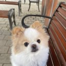 남현댕 애견미용 이미지