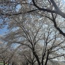 (주)가장 | 달창저수지 벚꽃축제 후기 이번주가 가장 예쁠 것 같네요