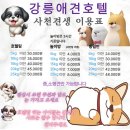 사천견생 | 강릉 사천견생 당황스러운 전화상담 후기