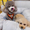 삐삐애견샵 이미지