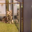 도그마루 강아지 고양이 양산화명점 이미지