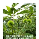 오소