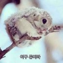 호시라멘 네이버블로그